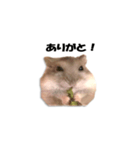 キムチです。1個目（個別スタンプ：6）