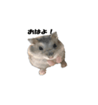 キムチです。1個目（個別スタンプ：8）