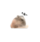 キムチです。1個目（個別スタンプ：11）