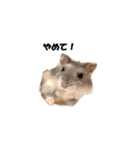 キムチです。1個目（個別スタンプ：13）