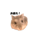 キムチです。1個目（個別スタンプ：14）