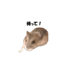 キムチです。1個目（個別スタンプ：15）