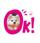 愛犬ペコ＆チョコ♡（個別スタンプ：2）