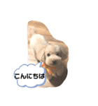 トイプードル食いしん坊のもりちゃん（個別スタンプ：2）