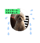 トイプードル食いしん坊のもりちゃん（個別スタンプ：5）
