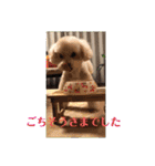 トイプードル食いしん坊のもりちゃん（個別スタンプ：11）