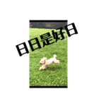 トイプードル食いしん坊のもりちゃん（個別スタンプ：12）