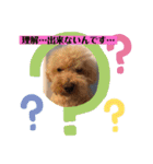 トイプードル食いしん坊のもりちゃん（個別スタンプ：14）