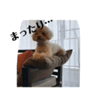 トイプードル食いしん坊のもりちゃん（個別スタンプ：16）
