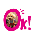 トイプードル食いしん坊のもりちゃん（個別スタンプ：19）