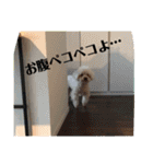 トイプードル食いしん坊のもりちゃん（個別スタンプ：23）