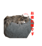 わたちびび様（個別スタンプ：1）