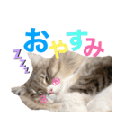 わたちびび様（個別スタンプ：3）