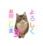 わたちびび様（個別スタンプ：7）