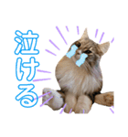 わたちびび様（個別スタンプ：8）