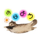 わたちびび様（個別スタンプ：10）