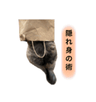 わたちびび様（個別スタンプ：13）
