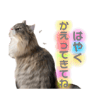 わたちびび様（個別スタンプ：14）