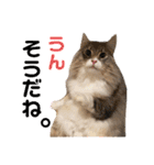 わたちびび様（個別スタンプ：22）