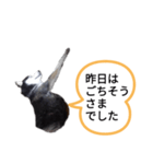 昨日はごちそうさまでした（個別スタンプ：1）