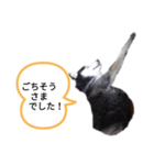 昨日はごちそうさまでした（個別スタンプ：5）