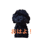 うちのオレオ（個別スタンプ：1）
