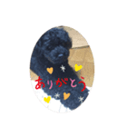 うちのオレオ（個別スタンプ：3）