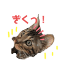 ベンガルmirko＆dianaミルコとディアナ（個別スタンプ：5）