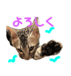 ベンガルmirko＆dianaミルコとディアナ（個別スタンプ：7）