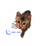 ベンガルmirko＆dianaミルコとディアナ（個別スタンプ：8）