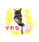 ベンガルmirko＆dianaミルコとディアナ（個別スタンプ：13）
