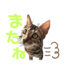 ベンガルmirko＆dianaミルコとディアナ（個別スタンプ：14）
