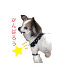 ベッキーライフスタイル（個別スタンプ：9）