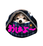 ベッキーライフスタイル（個別スタンプ：11）