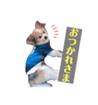 ベッキーライフスタイル（個別スタンプ：17）