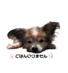 ベッキーライフスタイル（個別スタンプ：18）