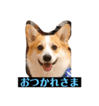 もなかと一緒に家族の連絡（個別スタンプ：1）