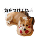 もなかと一緒に家族の連絡（個別スタンプ：3）