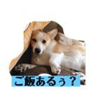 もなかと一緒に家族の連絡（個別スタンプ：4）