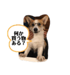 もなかと一緒に家族の連絡（個別スタンプ：5）