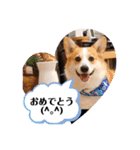 もなかと一緒に家族の連絡（個別スタンプ：6）