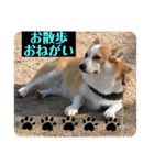 もなかと一緒に家族の連絡（個別スタンプ：7）