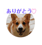 もなかと一緒に家族の連絡（個別スタンプ：9）