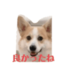 もなかと一緒に家族の連絡（個別スタンプ：10）