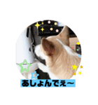もなかと一緒に家族の連絡（個別スタンプ：13）