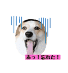 もなかと一緒に家族の連絡（個別スタンプ：14）