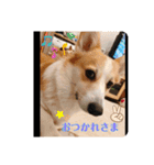 もなかと一緒に家族の連絡（個別スタンプ：15）
