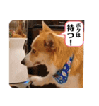 もなかと一緒に家族の連絡（個別スタンプ：16）