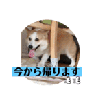 もなかと一緒に家族の連絡（個別スタンプ：17）