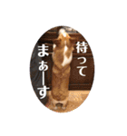 もなかと一緒に家族の連絡（個別スタンプ：20）